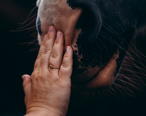 Communication vibratoire animale